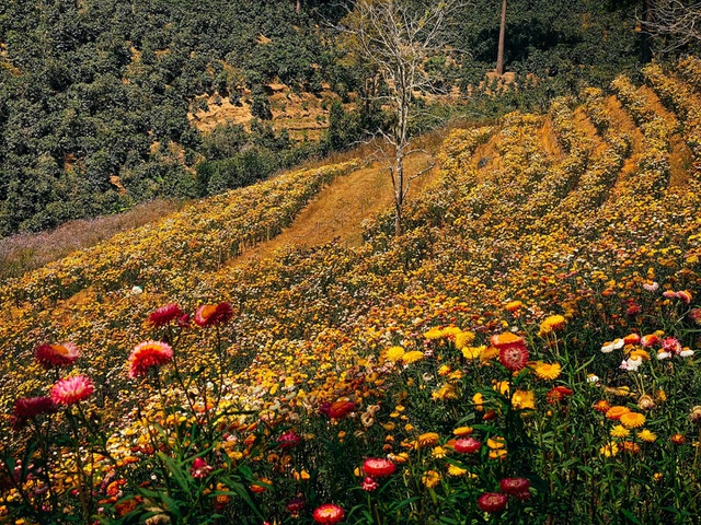 Bức tranh phong cảnh ở rừng hoa bất tử tại Đà Lạt