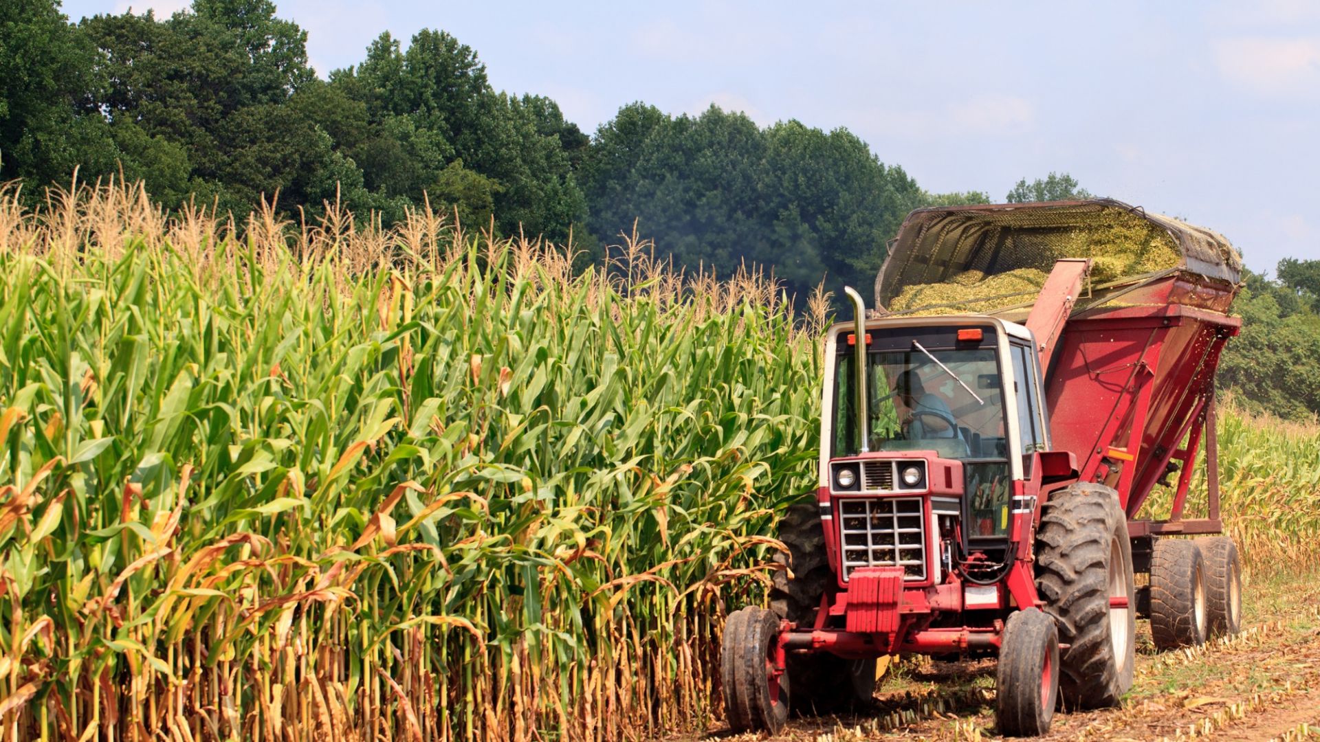 Giá ngô tiếp tục tăng trên thị trường nông sản Mỹ