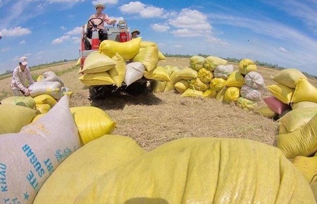 Xuất khẩu gạo của Việt Nam tiếp tục đạt mức giá cao kỷ lục